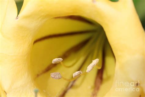 Solandra Grandiflora Photograph By Taylor Munson Fine Art America