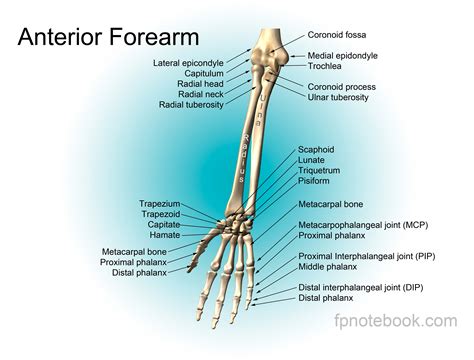 In common usage, the arm extends through the hand. Arm Anatomy