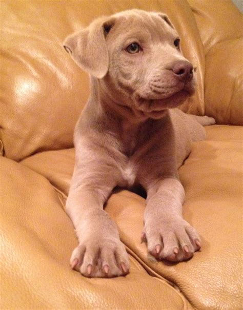 Blue Fawn Pitbull Puppies Pitbulls🐶 Pets Amino My Beautiful Blue