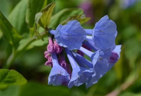 Virginia Bluebells Blooming 1250 Lewis Ginter Botanical Garden