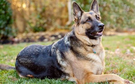 53 Awesome German Shepherd Dog Pictures And Wallpapers Picsmine