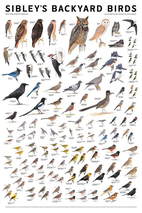 Sibleys Backyard Birds Poster Pet Birds Beautiful Birds Bird Poster