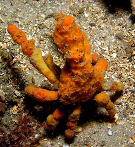 Spider crabs belong to a group known as decorator crabs: Uhh, is it OK to ask about crabs here? - Saltwater Fishing ...