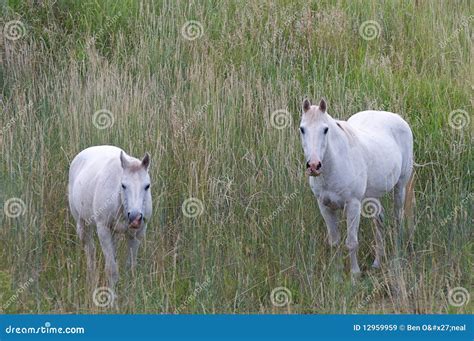 Two White Horses Stock Image Image Of Mammals Space 12959959