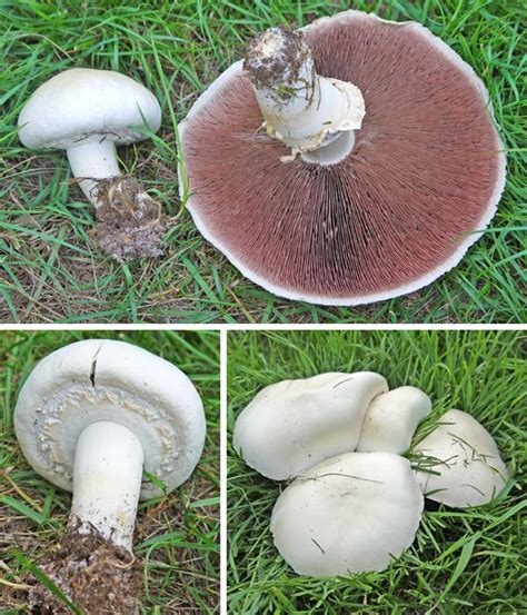 Mushroom Identification Guide Pacific Northwest Yoiki Guide