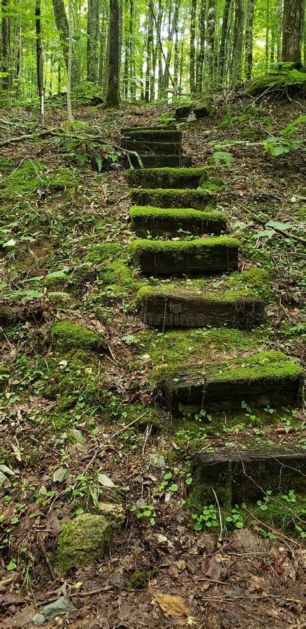 Mossy Stairs Stock Image Image Of Steps Stairs Mossy 121905619