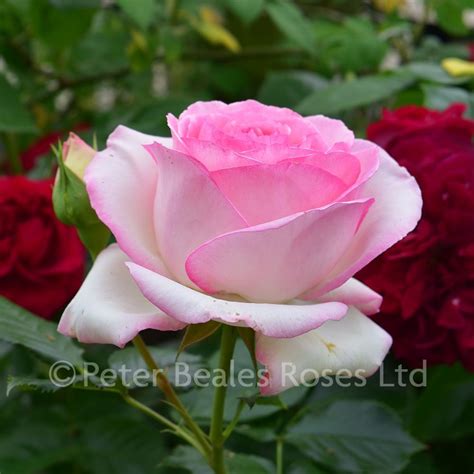 Eden Rose 88 Climbing Rose Peter Beales Roses The World Leaders