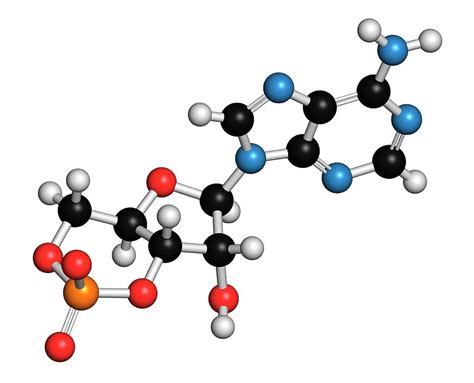 Cyclic Adenosine Monophosphate Molecule Photograph By Molekuul Fine