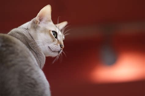 Singapura or shortly named pura is a natural breed. singapura cat size
