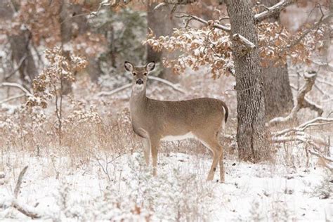 25 Deer Hunting Lessons From 25 Years Of Pursuing Big Bucks Winter
