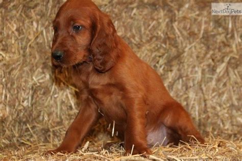 Irish setter puppies for adoption. Herbie Ak: Irish Setter puppy for sale near Harrisburg ...