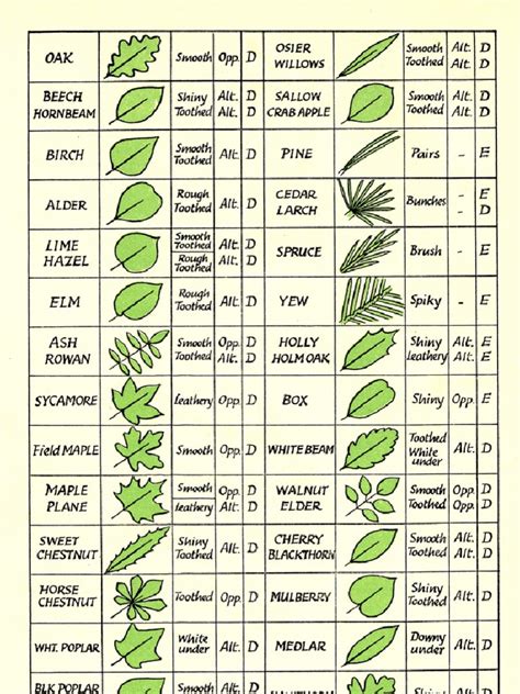 Leaf Identification Chart