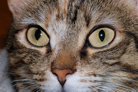 Cats Hunt Using Sight More Than Smell Life Lines