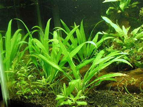 Cryptocoryne x willisii ''lucens'' is larger and has longer leaf stems than cryptocoryne x willisii. Cryptocoryne X Willisii 'Lucens' - Acuario Adictos