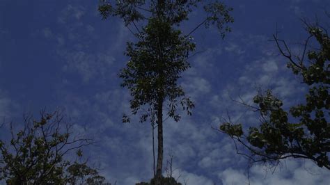 Pokok bakau putih atau juga dikenali sebagai pokok berus 1 , ialah satu spesies tumbuhan dalam famili rhizophoraceae yang kayu pokoknya boleh digunakan sebagai kayu api atau kayu binaan. Pokok Minyak Kayu Putih (Machang, Kelantan) | Pokok minyak ...