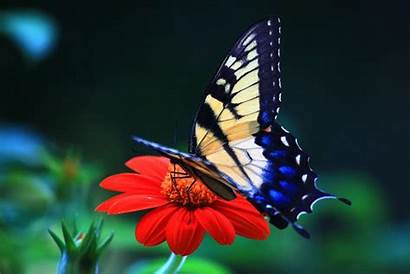Butterfly Desktop Wallpapers Awesome Cave