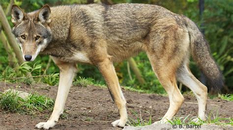 Petition · Stand Strong For Red Wolves ·