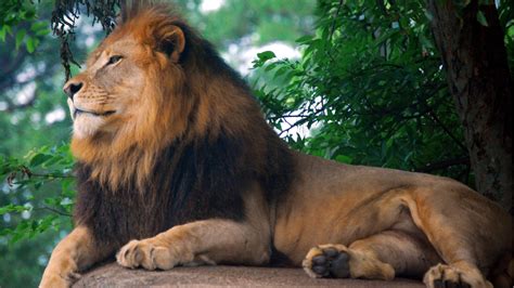 Lion King Of Zoo Wallpapers Hd Wallpapers Id 12958