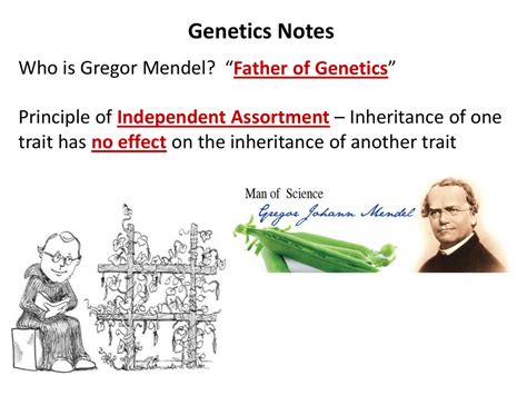 Ppt Genetics Beyond Mendel Powerpoint Presentation E7a