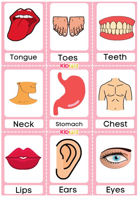 Body Parts Flashcards Kidpid