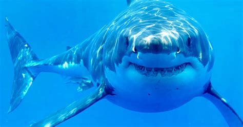 The one shark species that just about everyone knows about is the great white shark. Unique Facts And Information: Most powerful Underwater ...