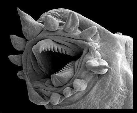 Sem Image Of A Hydrothermal Worm Electron Microscope Images