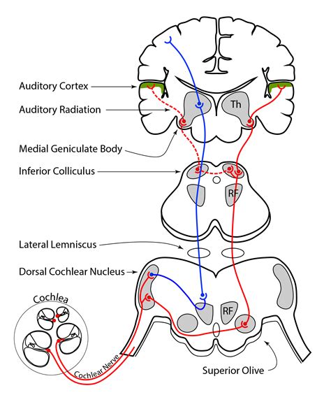 Auditory Neural Pathway Hot Sex Picture
