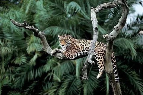 9 Hewan Berbeda yang Hidup di Dalam Hutan | Si Binatang