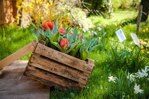 Plantar Tulipanes Como Hacerlo Para Un Resultado Espectacular