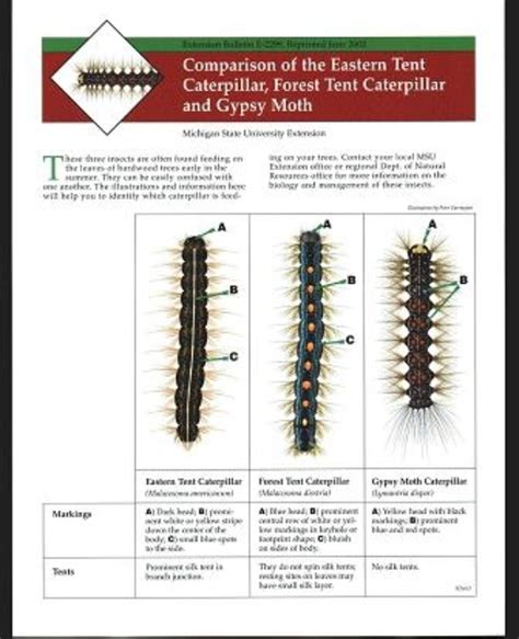 Comparison Of The Eastern Tent Caterpillar Forest Tent Caterpillar