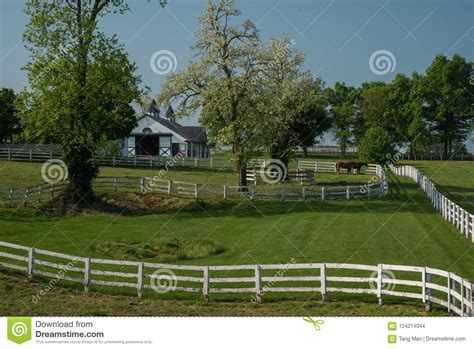 Horse Bluegrass Grazing At Manchester Farm In Lexington Kentucky Stock