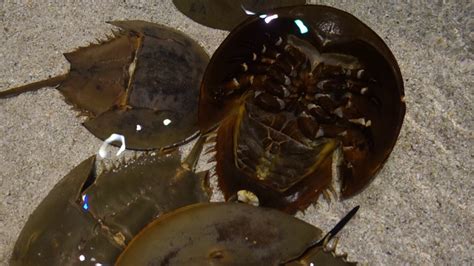 Designed and sold by lxgstad. Upside Down Horseshoe Crab Trying to Flip Over - YouTube