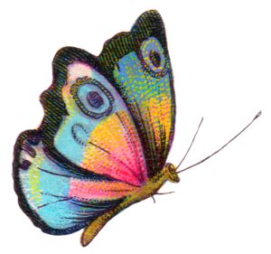 Royalty Free Image: Colorful Butterfly | Butterfly drawing, Butterfly clip art, Butterfly art
