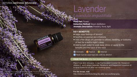 Doterra Lavender Essential Oil Uses With Diy Food And Diffuser Recipes