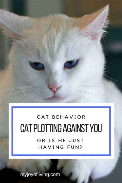 Cat Behavior Cat Secretly Plotting Against You Or Just Having Fun