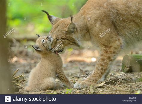 Lynx Mother Lynx Lynx Licking Her Young High Resolution Stock