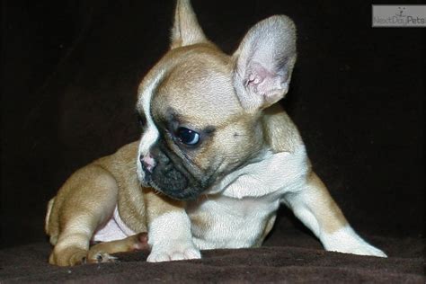 Once health certificate is completed, we will coordinate delivery. Sadie: French Bulldog puppy for sale near San Diego, California. | c0058da4-19a1