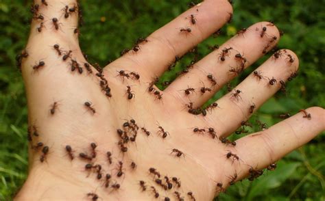 8 Dicas De Como Acabar Com Formigas Dona De Casa Criativa