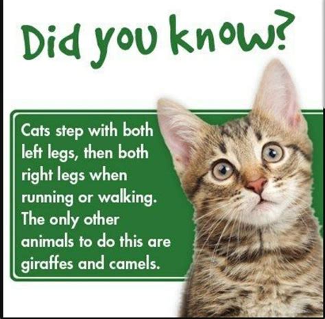 10 Amazing Facts You Didn T Know About Cats Cat Facts Fun Facts About