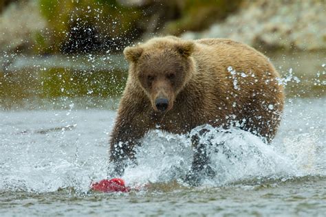 Alaska Bear Instructional Photo Tours And Workshops — Slonina Nature