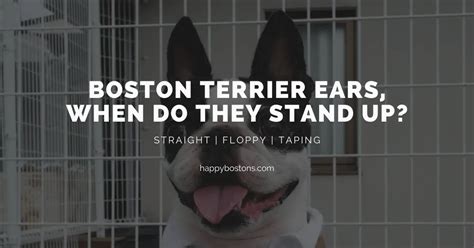 Top 10 When Do Boston Terriers Ears Stand Up You Need To Know