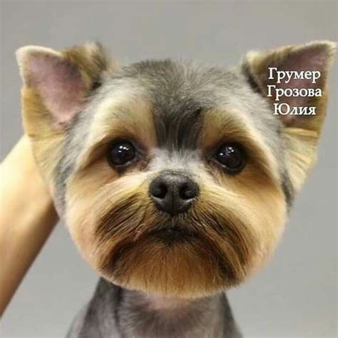 Learn how to safely remove yorkie eye discharge scissoring a yorkie. Pin on From homeless to royalty - grooming tips & cuts