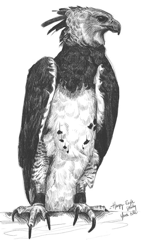 Another Study Of The Harp Eagle Retratos De Animais Tatuagem De
