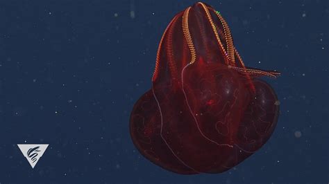 The Deep Sea Comb Jelly Looks Like A Sparkling Fireball