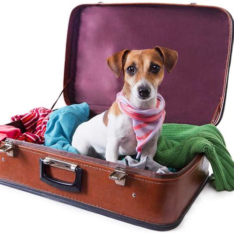 Check spelling or type a new query. Pet Travel: Travelling with Pets in Planes