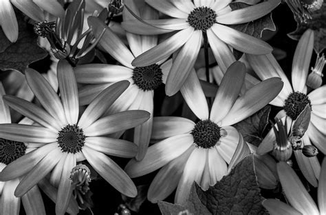 Beautiful Flowers Black And White Photo Best Flower Site