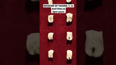 Museum Of Vagina In Hobart Tasmania Australia Youtube