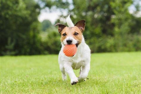 Starting as an independent website, joe cartoon was later affiliated with atom films, before becoming independent again in 2006, then being bought in 2007 by endemol. The Most Popular Dog Names of All Time May Surprise You