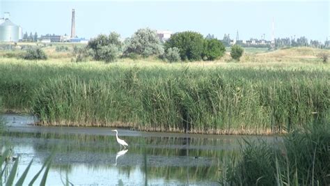 Water Birds Wild Ducks And Herons In River Marsh In Summer Time Stock