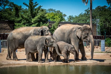 Asian Elephant - The Houston Zoo